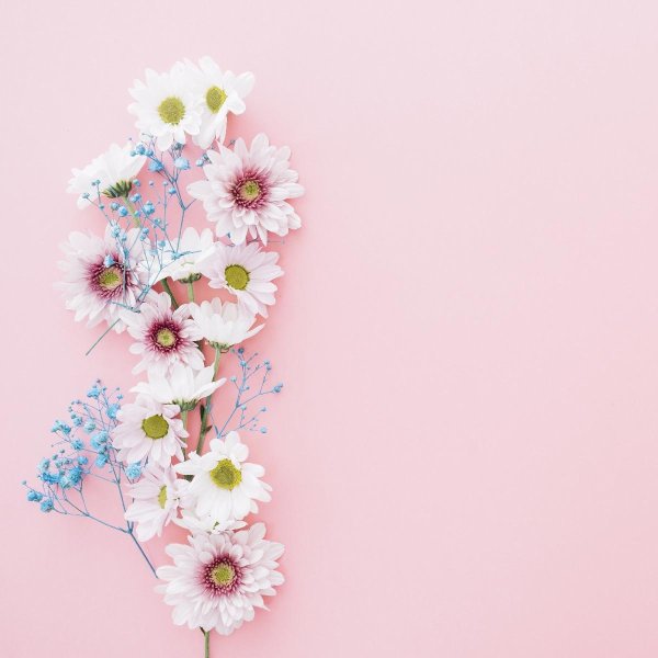 цветочные фоны