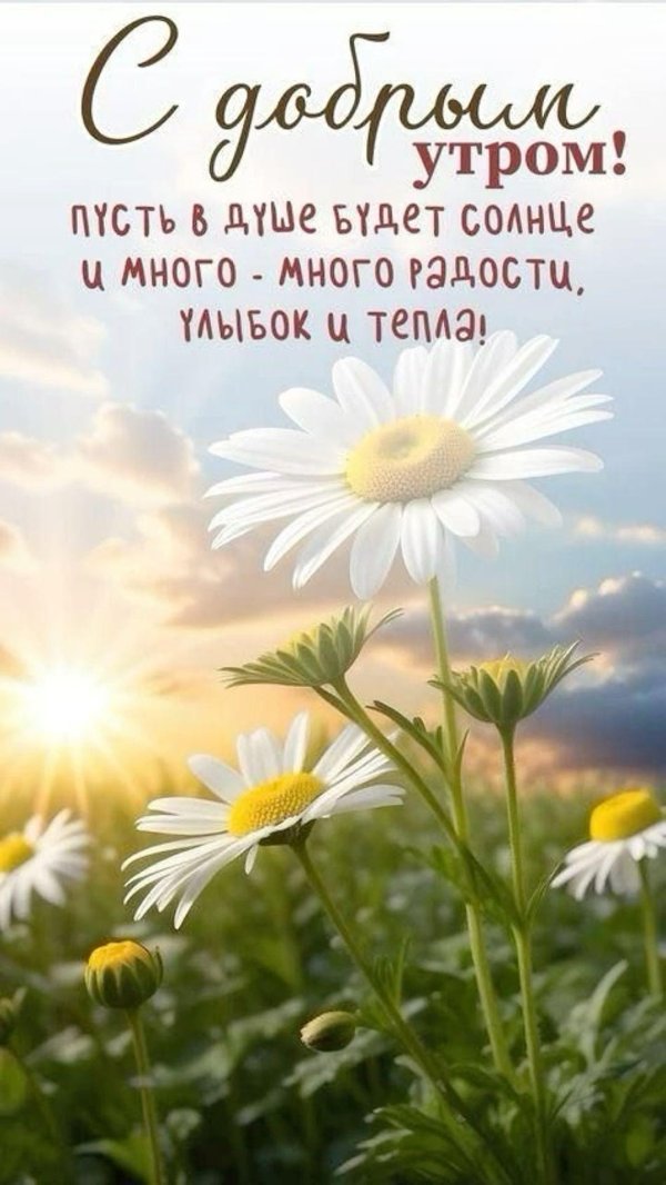 солнечные пожелания с добрым утром и днем