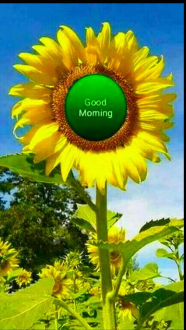 поле подсолнух