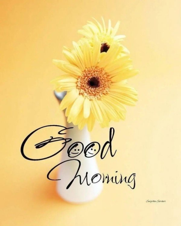 цветок гербер