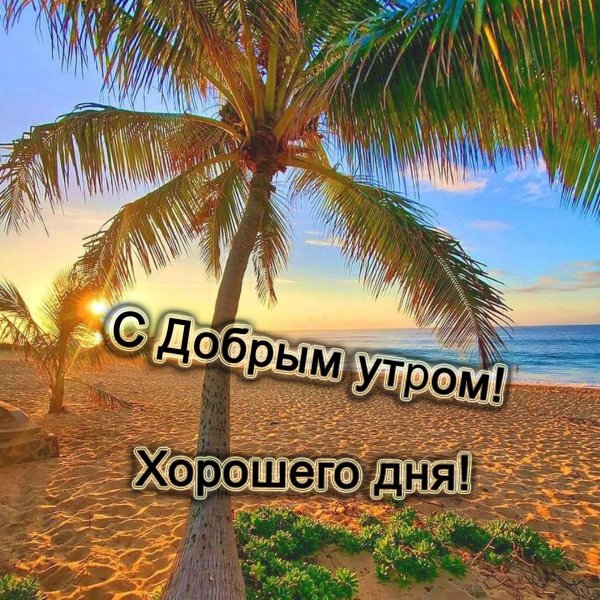 доброе утро пальмы