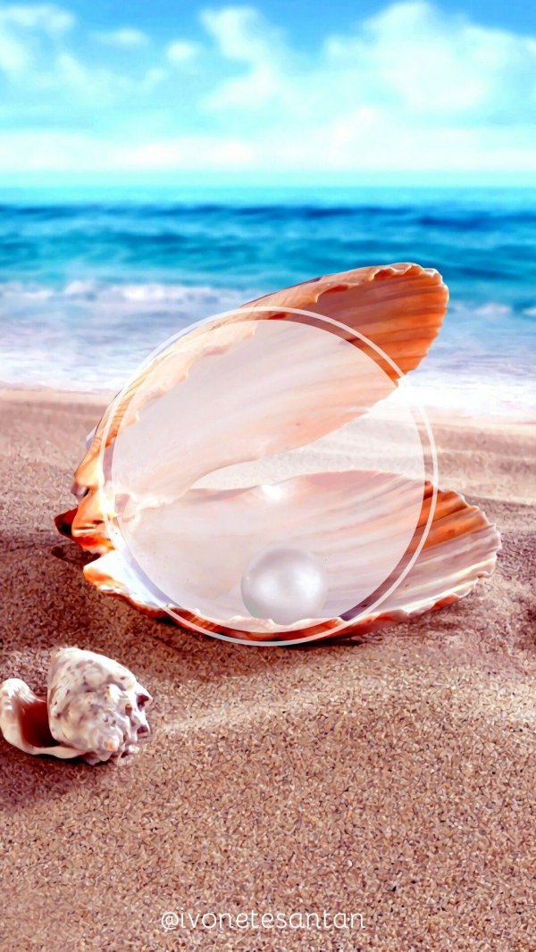 ракушка жемчуг