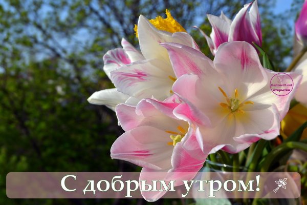 доброе утро лилии