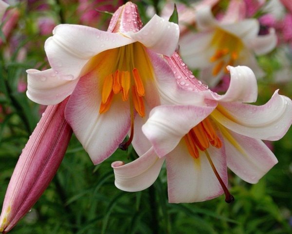 лилия трампет регале