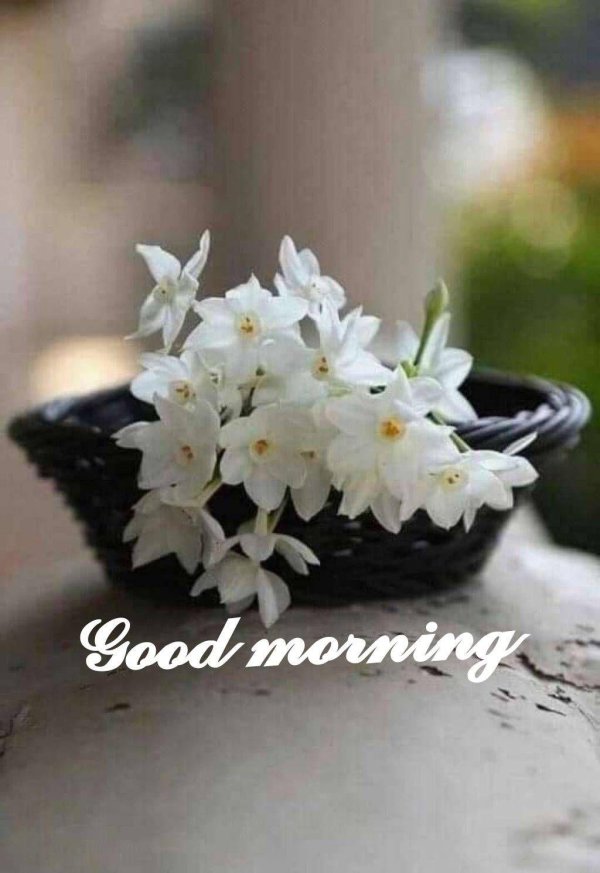 нарцисс уайт петтикоат