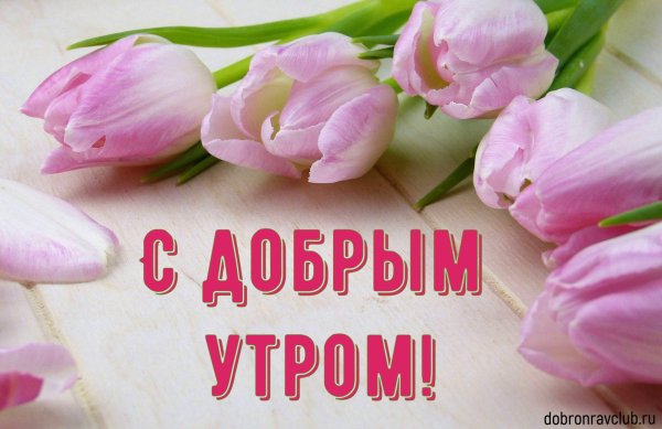 нежные тюльпаны