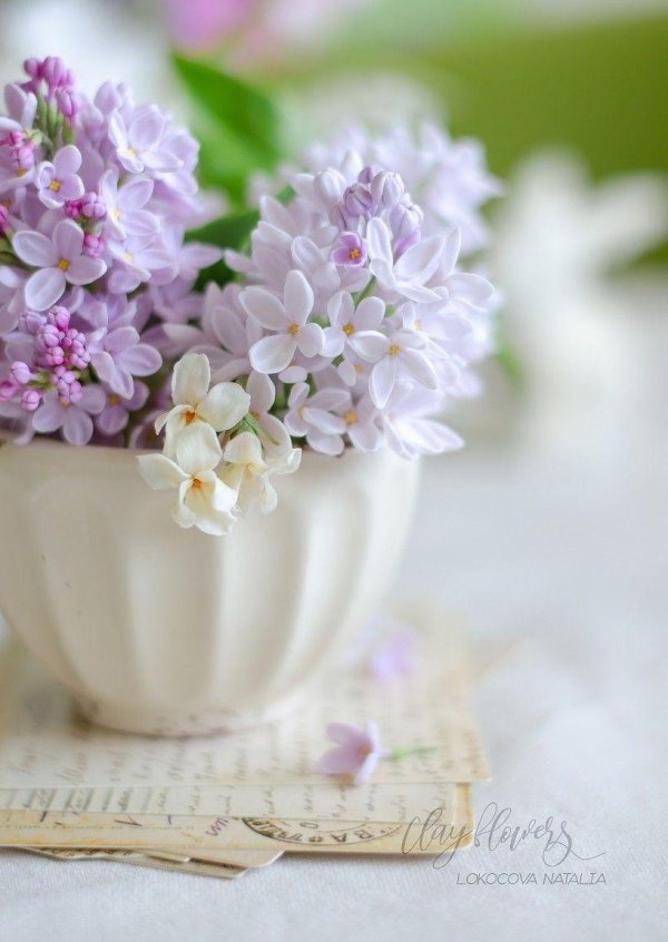 сирень елена вехова