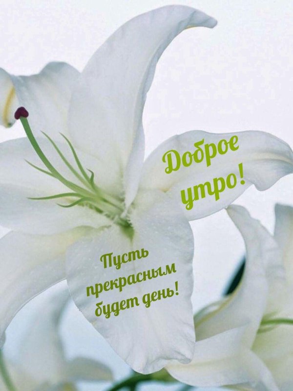 белая лилия