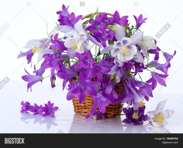 Доброе утро лилия с надписью