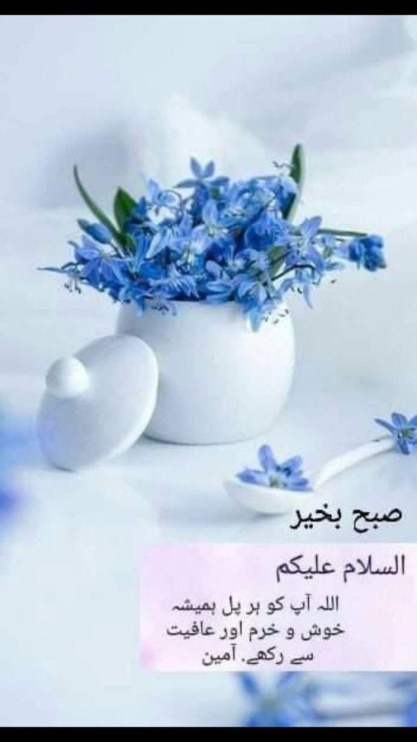 нежные незабудки