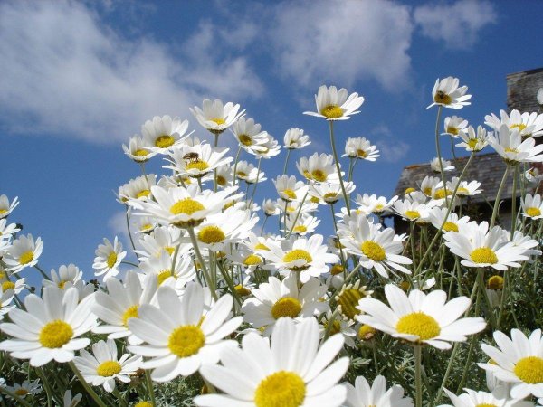 ромашковое поле