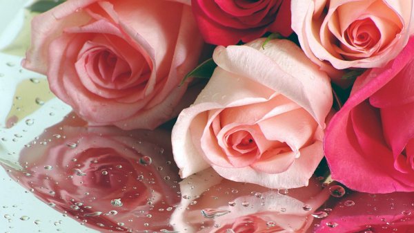 розовые розы