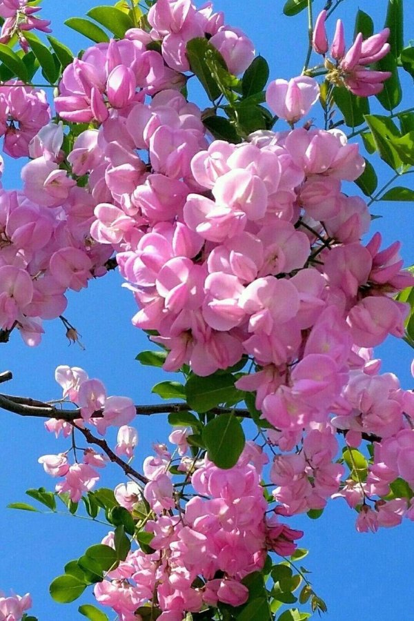 розовая акация
