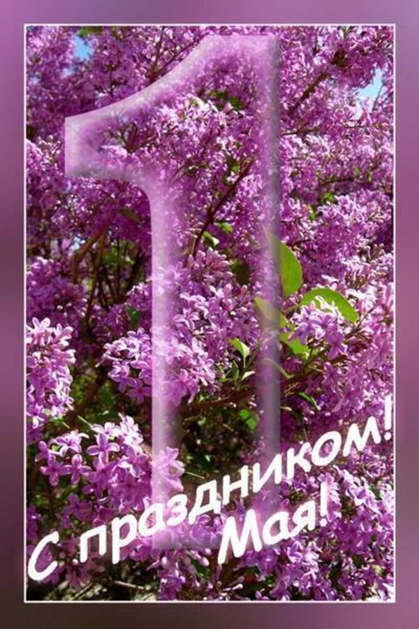 открытка с сиренью