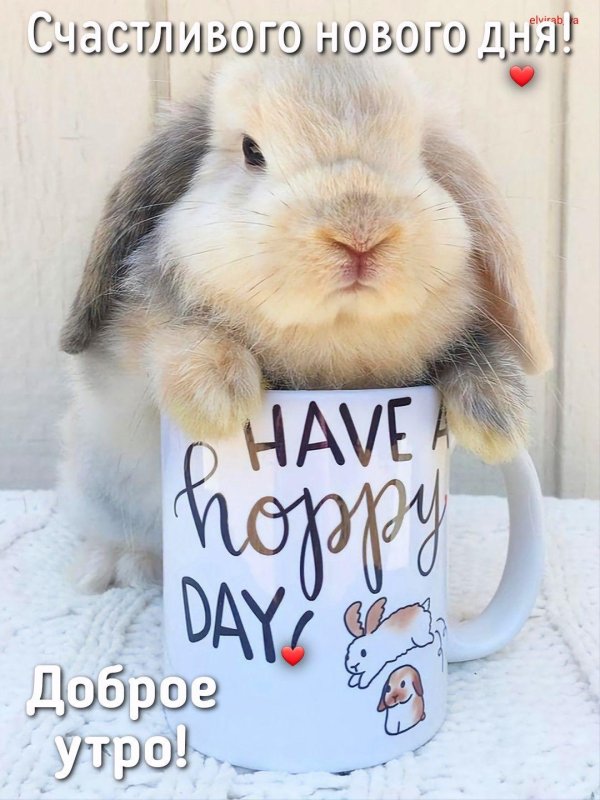 доброе утро зайчик