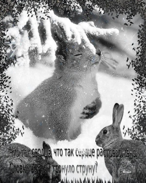 зайцы зимой