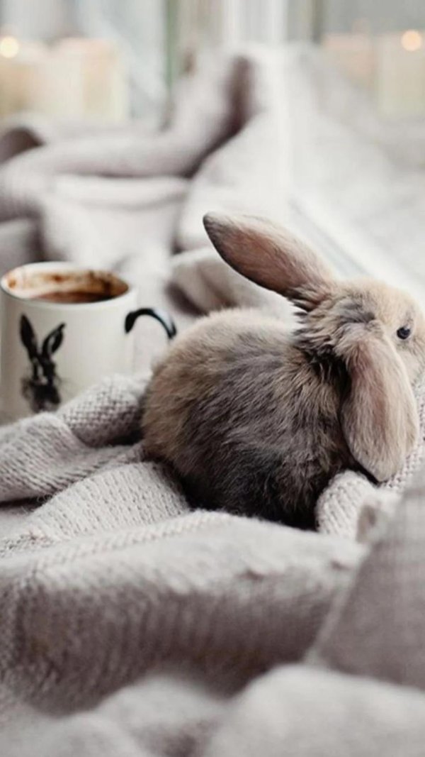 необычные кролики