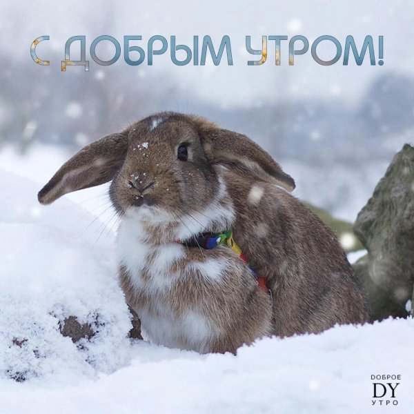 кролик зимой