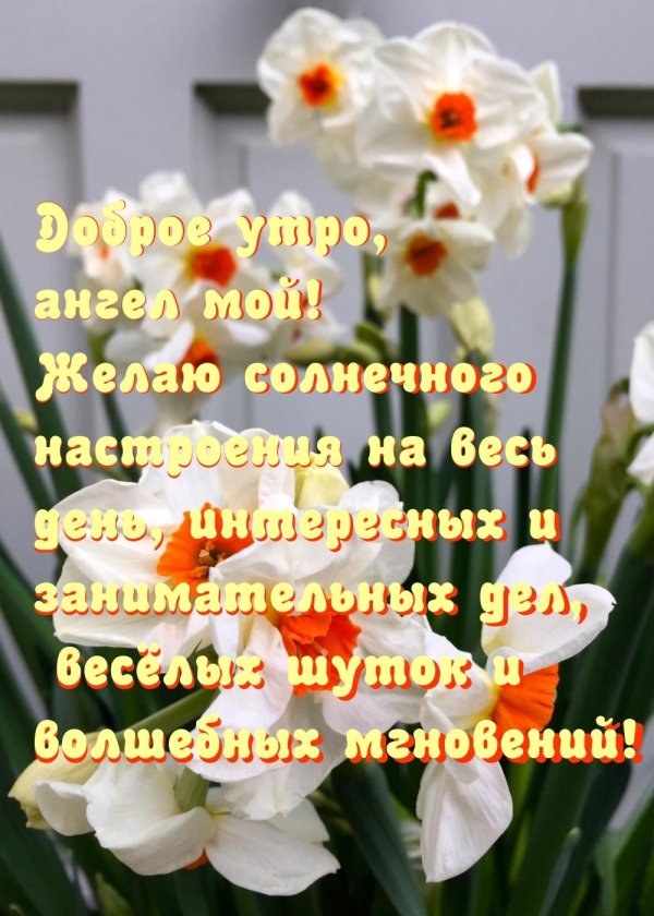 цветок нарцисс