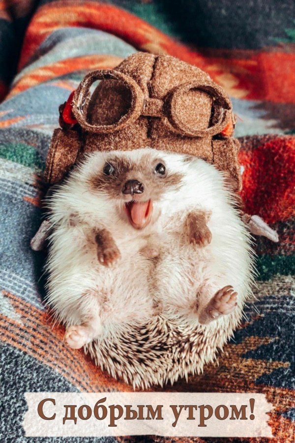 mrpokee очаровательный ёжпутешественник