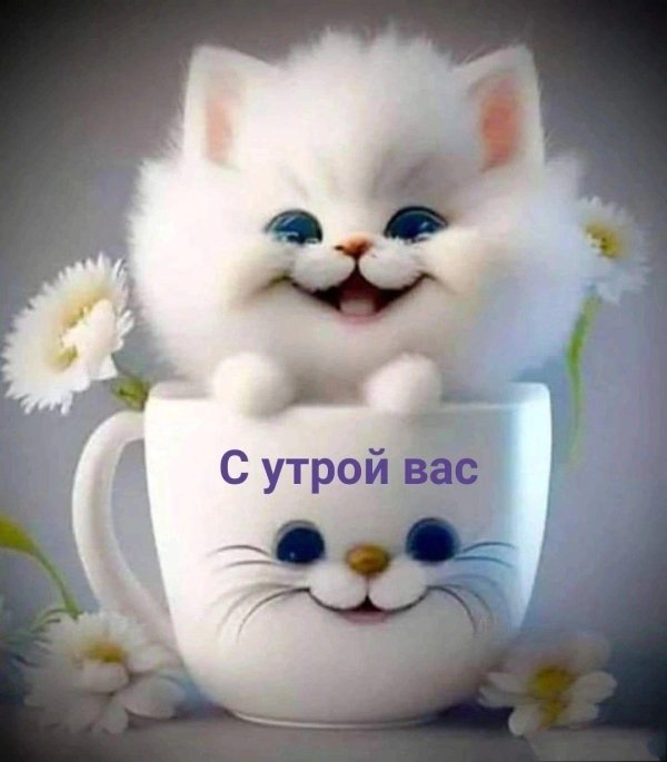 красивые котята