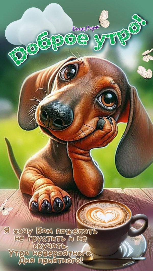 собака такса