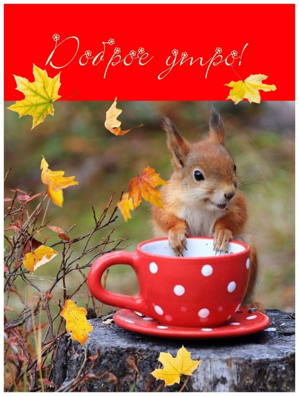 с добрым осенним утром прикольные