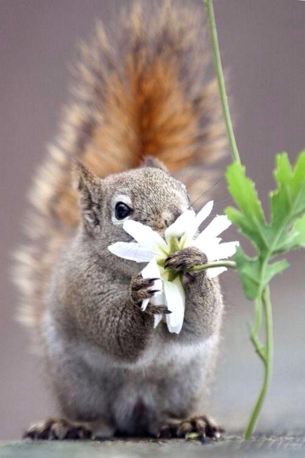 веселые животные