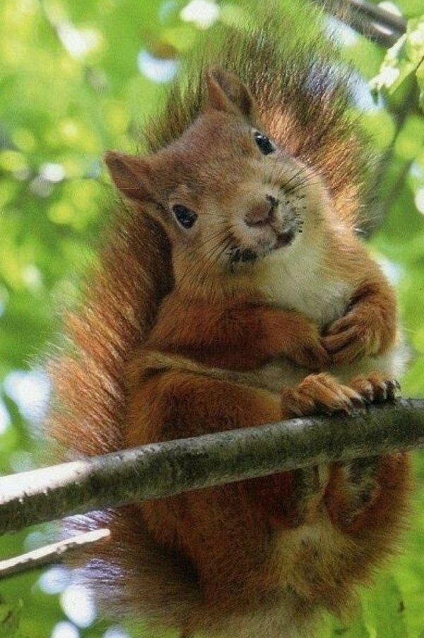 прикольные белки