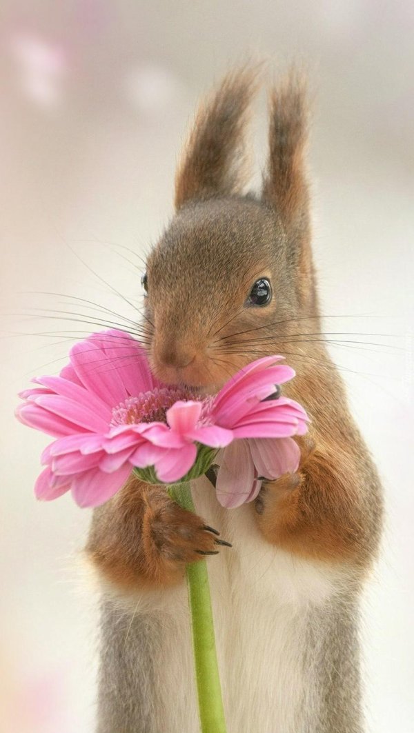 забавные зверюшки