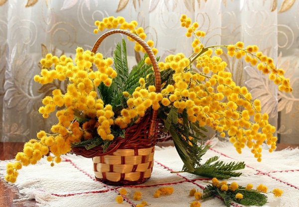 день мимозы 14 марта