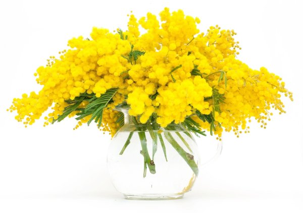 букет мимоз