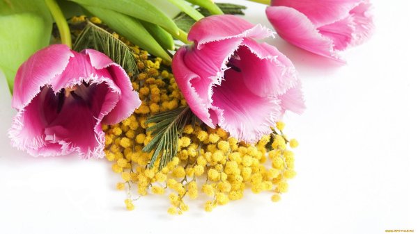 букет тюльпанов с мимозой