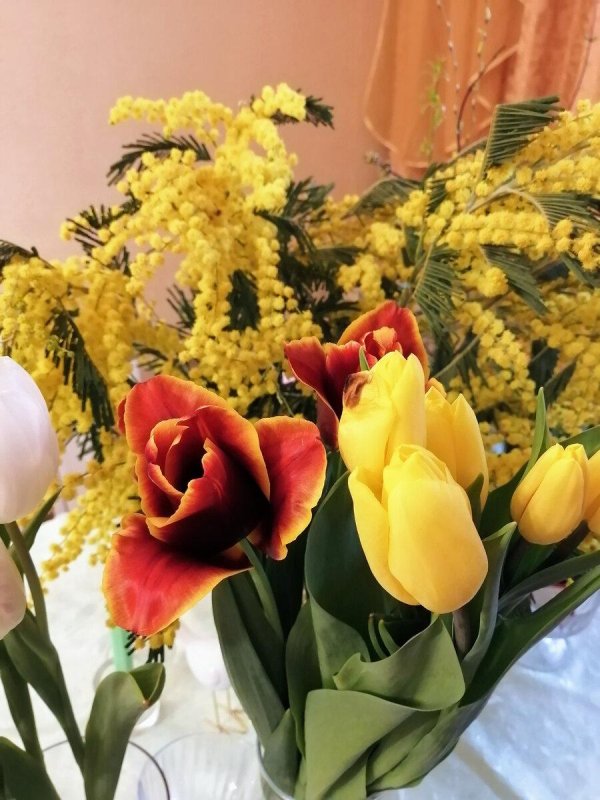 день мимозы в россии