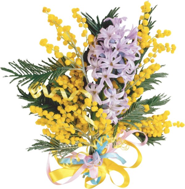 красивый букет мимозы