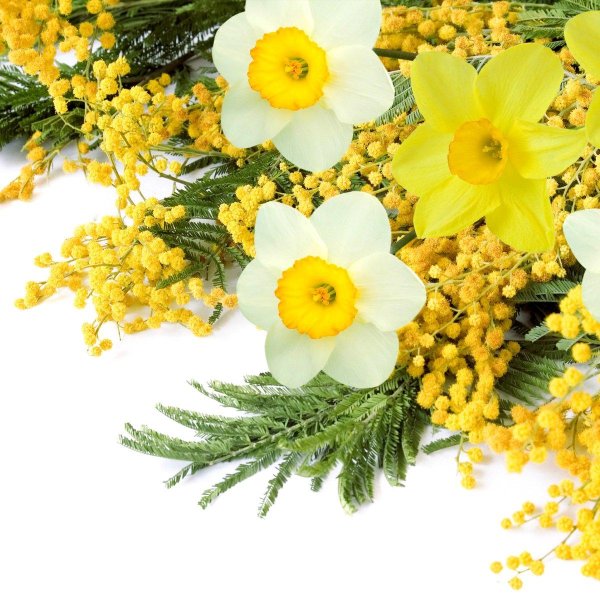 тюльпаны нарциссы и мимозы