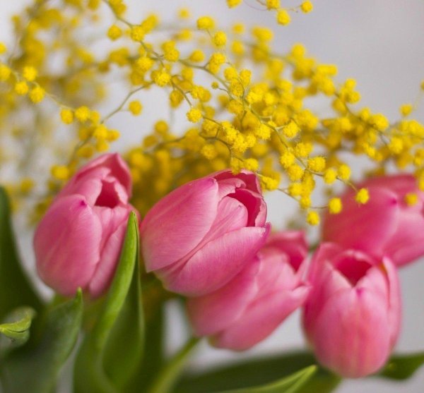 букет тюльпанов и мимозы