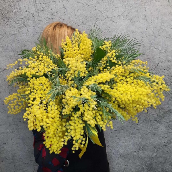 мимоза цветок