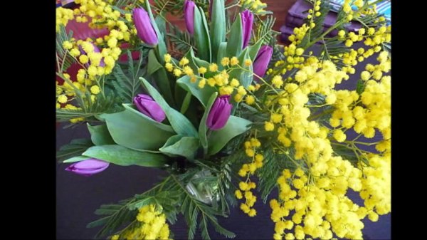 тюльпаны нарциссы и мимозы