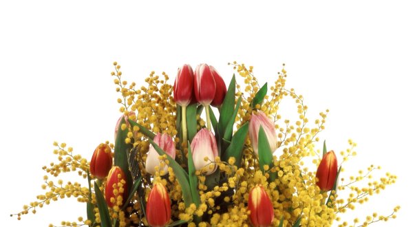 тюльпаны мимоза