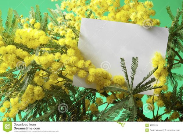 пусть прогонит зиму веточка мимозы