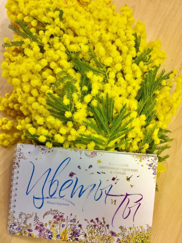 акация серебристая мимоза