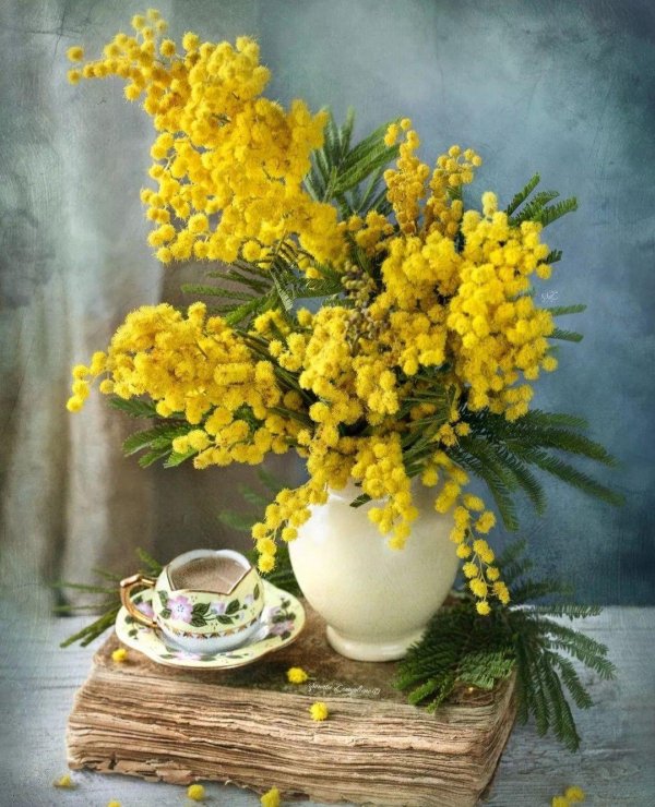 мимоза картина