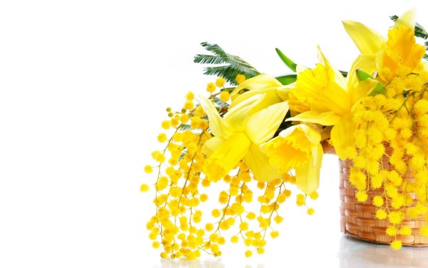 мимоза открытка