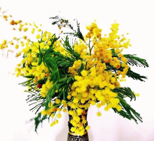 мимозы ветка мимозы