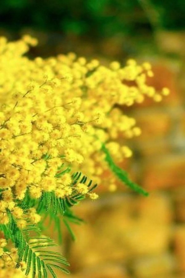 мимоза акация