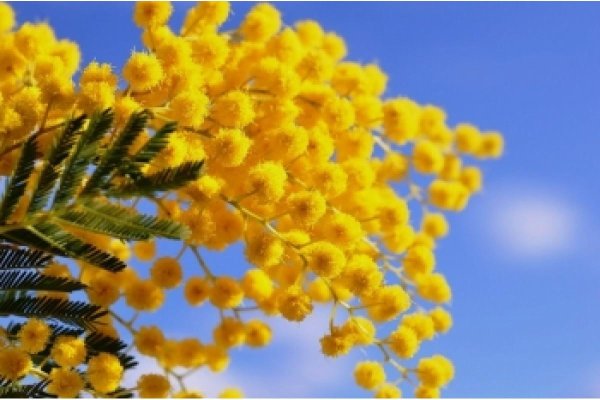 фотографии мимозы