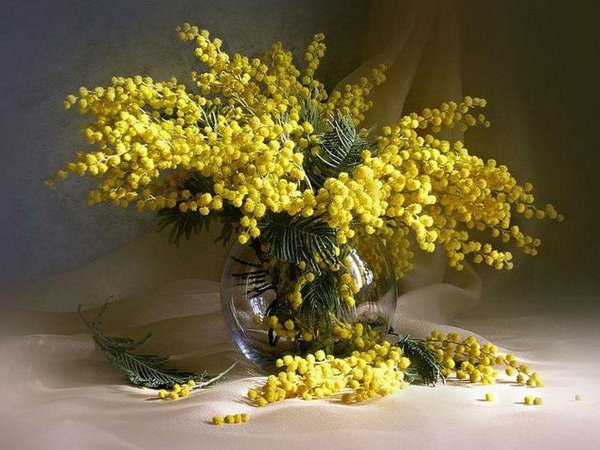 андрияки мимоза