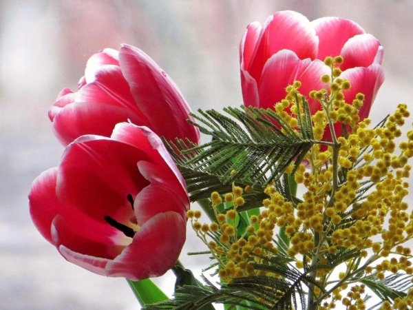 тюльпаны мимоза