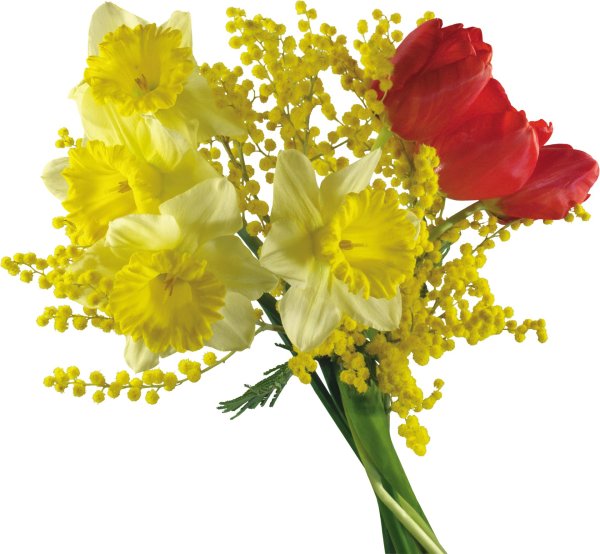 тюльпаны нарциссы и мимозы